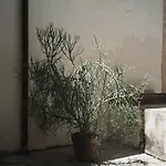 Le Piccolo, Ortigia Διαμέρισμα